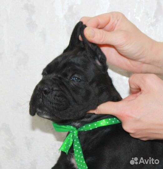 Щенки кане Корсо