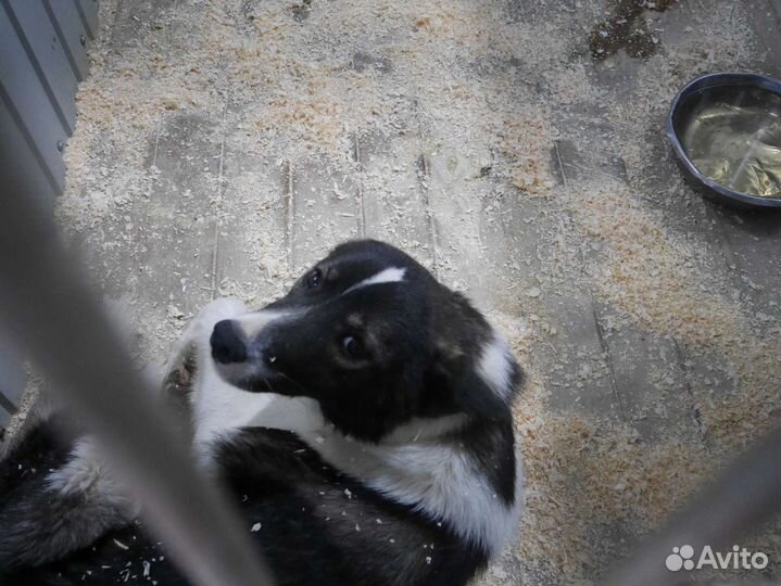 Собаки бесплатно в добрые руки