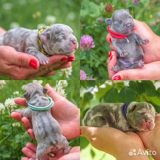 Французский бульдог щенки