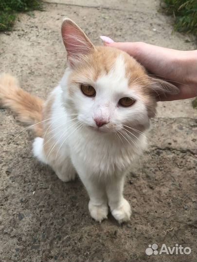 Котик в добрые руки