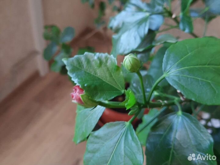 Гибискус большой