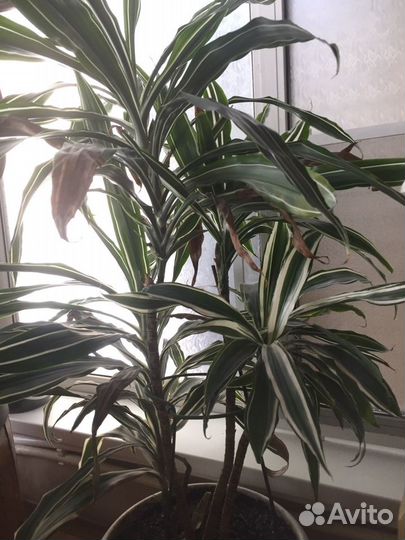 Драцена деремская полосатая