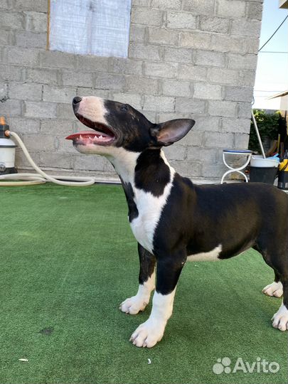 Бультерьер стандартный