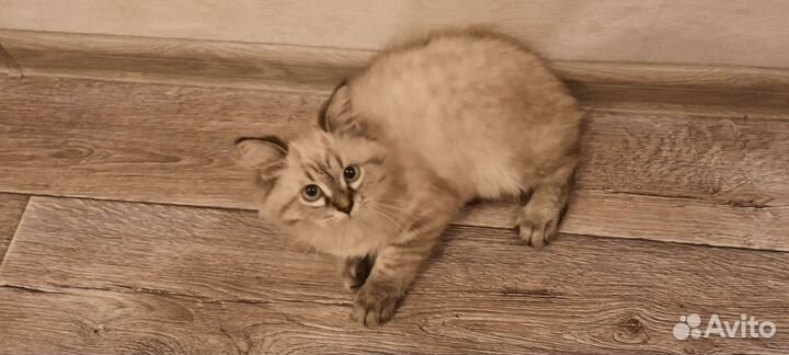 Отдам котенка в очень добрые руки