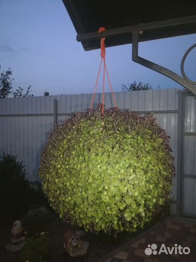 Каллизия ползучая в кашпо