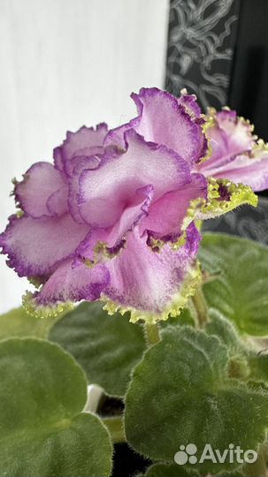 Фиалка лист на срез