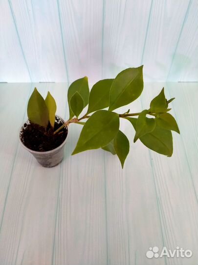 Эсхинантус 