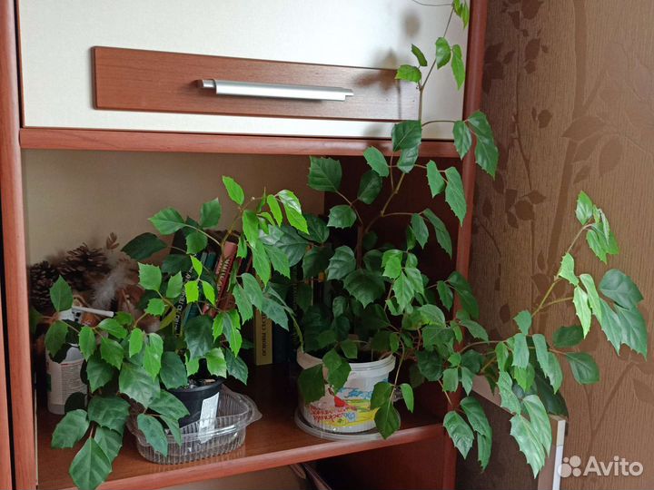 Березка, циссус