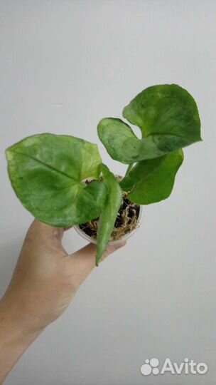 Сингониум т24, т25 и есть нью герия лайма вар