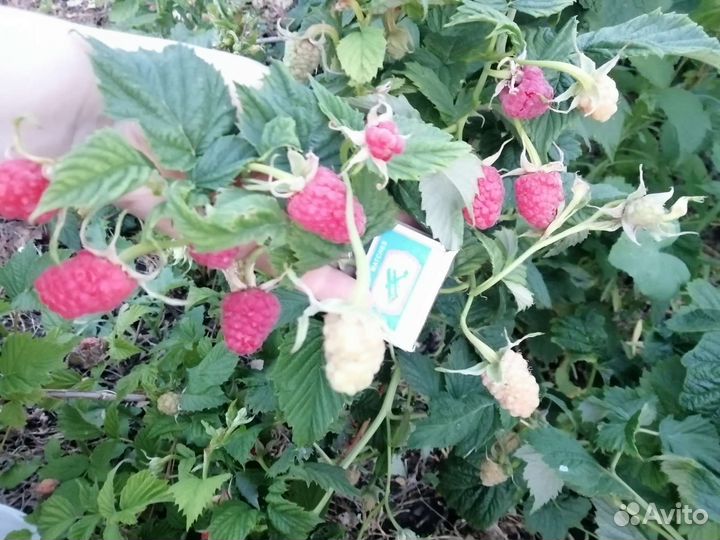 Малина без шипная, гордость России