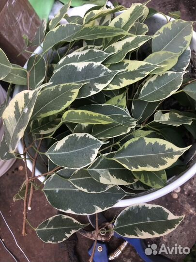 Фикус черенки