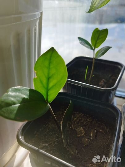 Замиокулькас