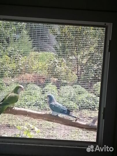 Попугай монах