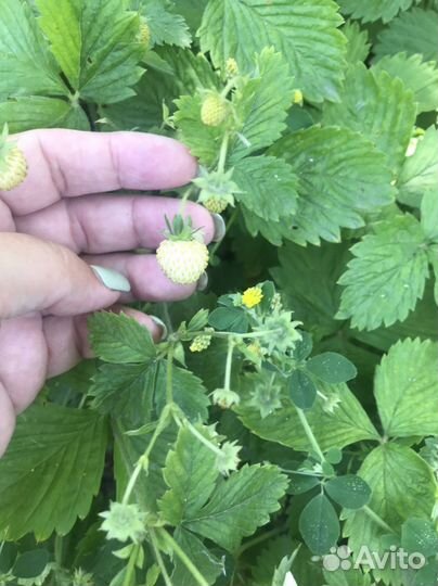 Рассада клубники, комнатные растения