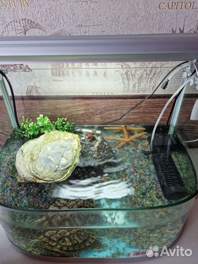 Террариум для красноухой черепахи