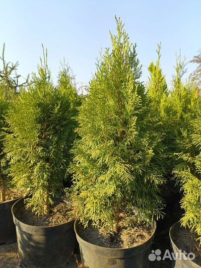 Туя смарагд