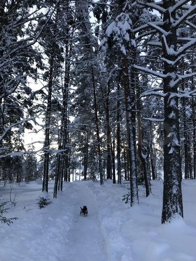 Дом 55 м² на участке 2 га