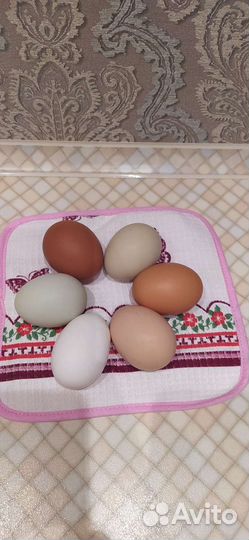 Домашние куриные и перепелиные яйца