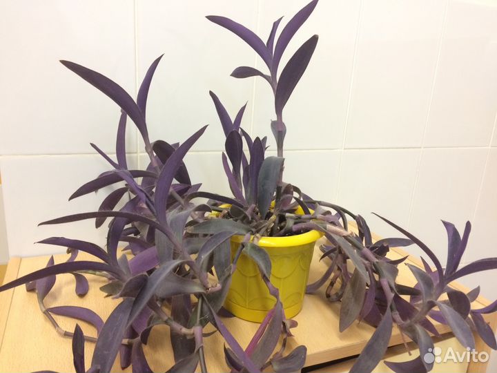 Сеткреазия традесканция пурпурная