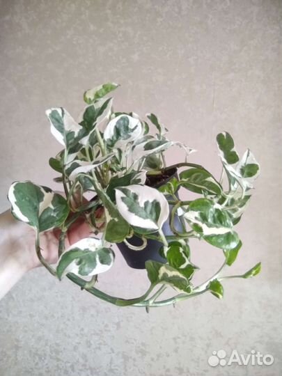 Эпипремнум Эн джой (n'joy)