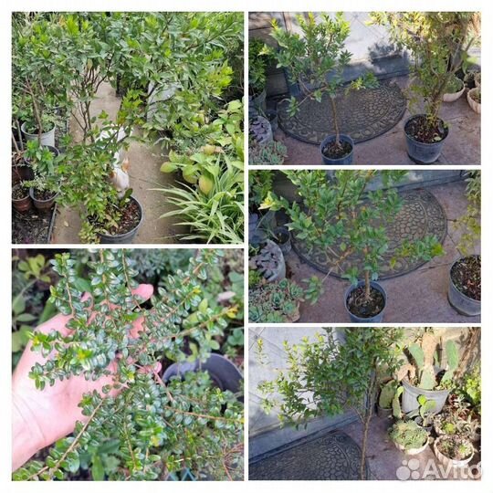 Мирт 2 сорта