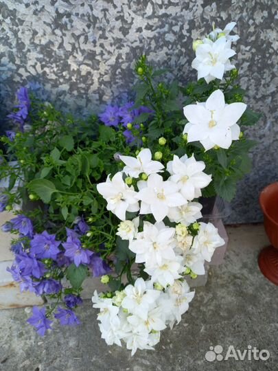 Кампанула Dublin Blue-жених махровый