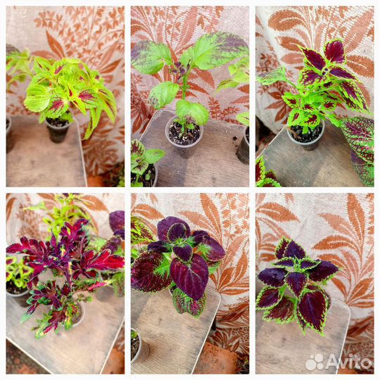 Комнатные цветы