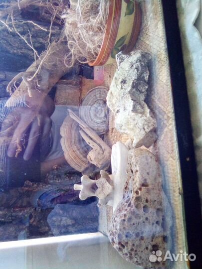 Геккон эублефар