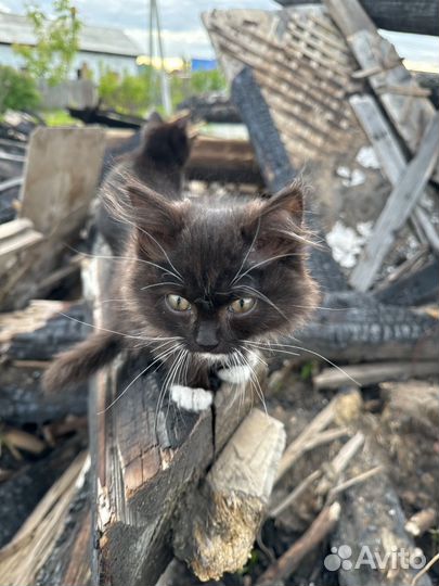 Домик для котят