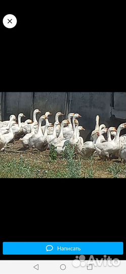 Гусь и утка