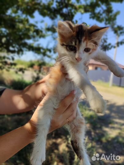 Кошка трёхцветная