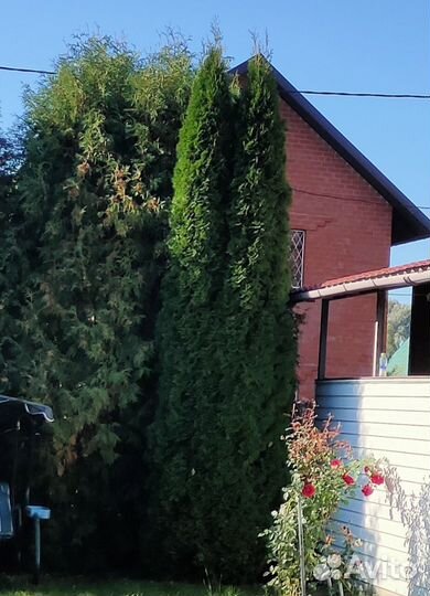 Туя смарагд