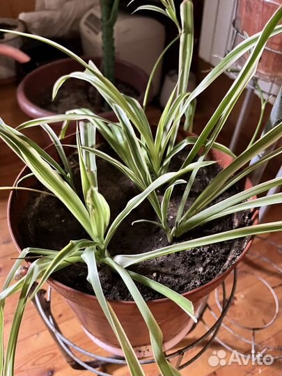 Комнатные цветы