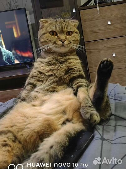 Кошка для вязки