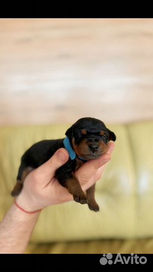 Щенульки цвергпинчера