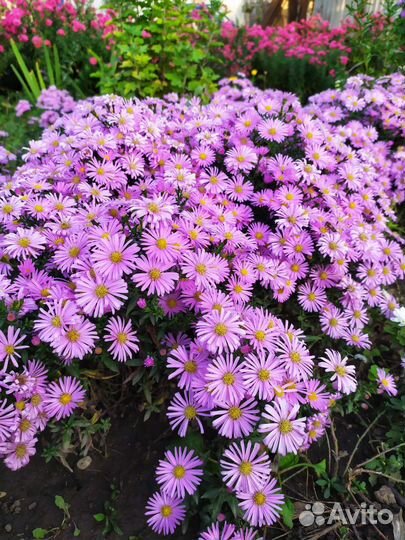Астра альпийская и хризантемы