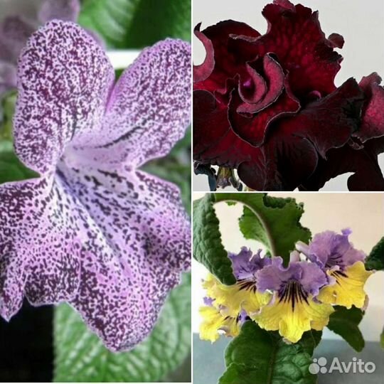 Стрептокарпус