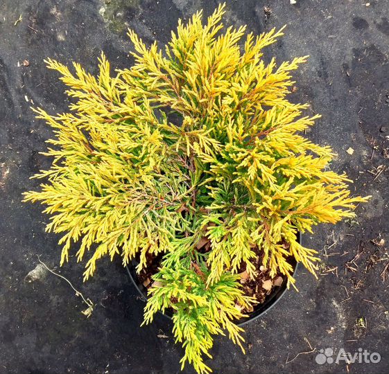 Можжевельники горизонтальные