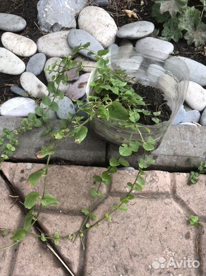 Вербейник монетчатый