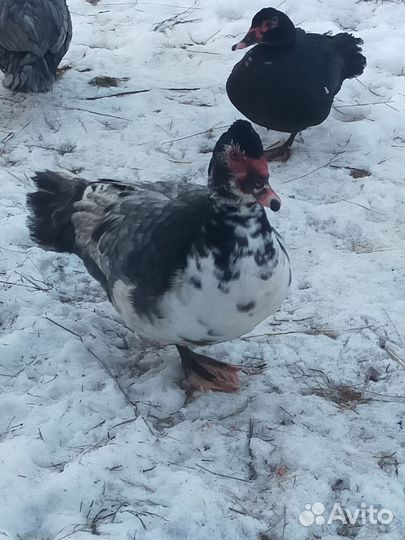 Мускусные селезни