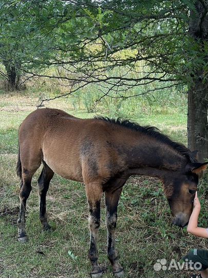Кабыла с кабылкой