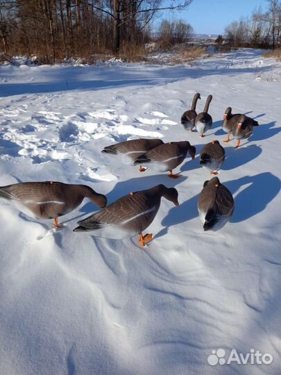 Чучела гусей для охоты (Набор 10шт) Авито Доставка
