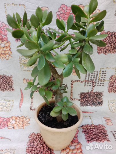 Комнатное растение - Толстянка