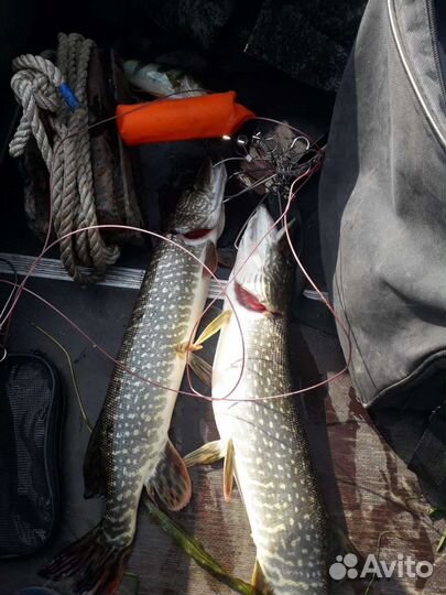 Свежая рыба