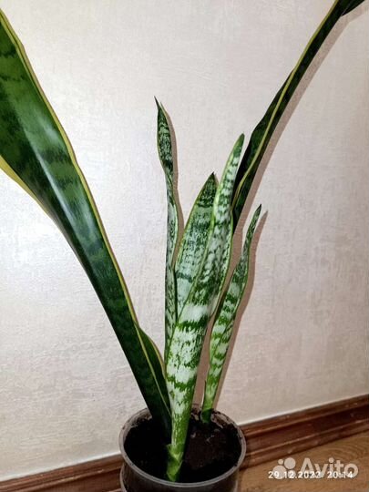 Сансевиерия лауренти