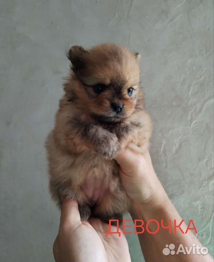 Щенки шпица мини