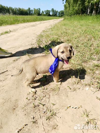 Мальчики и девочка