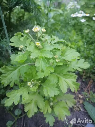 Ромашка девичья пиретрум