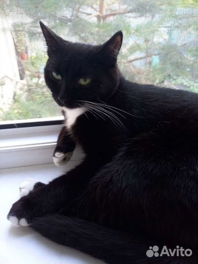 Кот в добрые руки