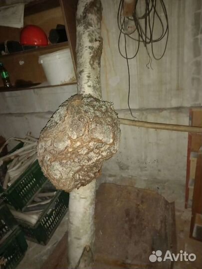 Кап (Сувель) Береза